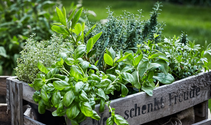 Jardin d’herbes fraîches, parfait pour des cocktails maison sans alcool.