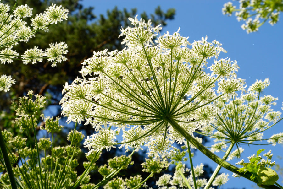 Herbes aromatiques françaises utilisées pour des boissons naturelles et parfumées.